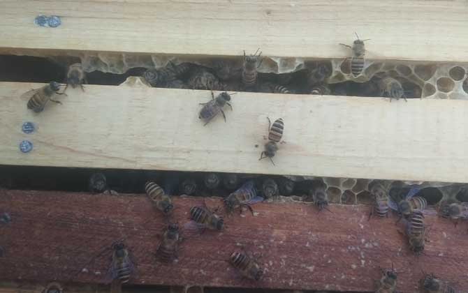 蜜蜂怎么合群不會打架? 蜜蜂