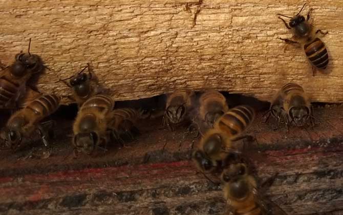 蜜蜂無(wú)蜂王分蜂技術(shù) 分蜂技術(shù)