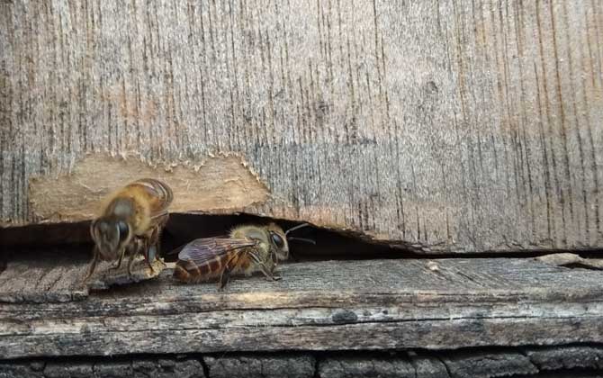 蜜蜂無(wú)蜂王分蜂技術(shù) 分蜂技術(shù)