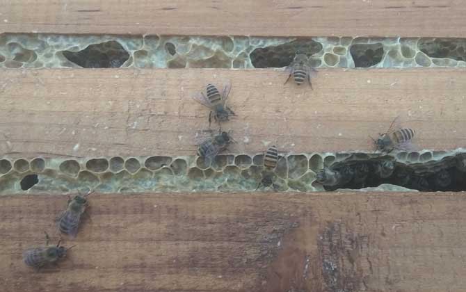 蜜蜂無(wú)蜂王分蜂技術(shù) 分蜂技術(shù)