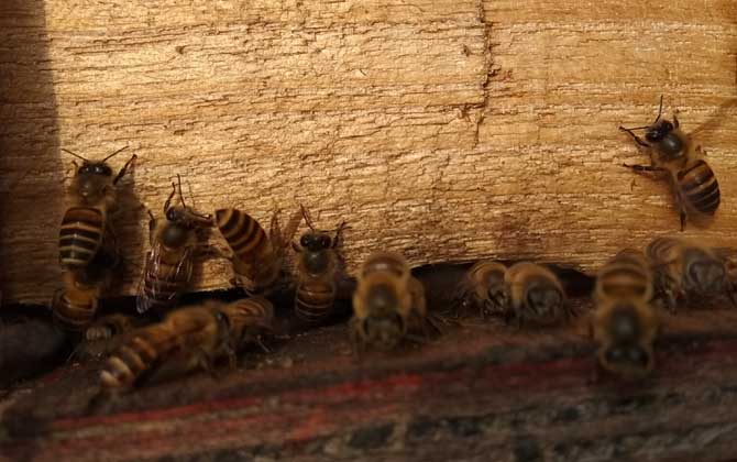 失王的蜂群會不會飛走? 蜂群失王