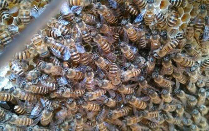 冬季養(yǎng)蜂多少天喂一次? 冬季養(yǎng)蜂