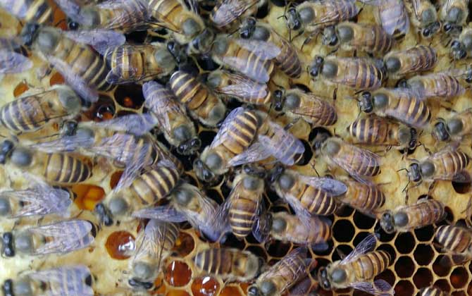 冬季養(yǎng)蜂多少天喂一次? 冬季養(yǎng)蜂