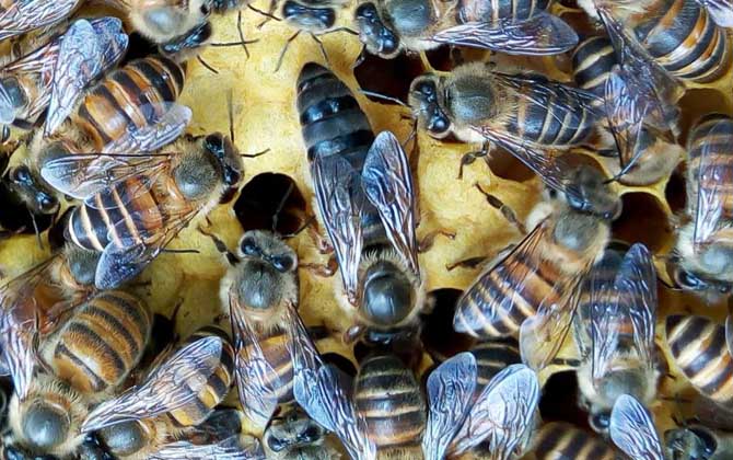 冬天養蜂怎么保溫才正確? 養蜂