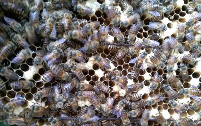 冬天養蜂怎么保溫才正確? 養蜂