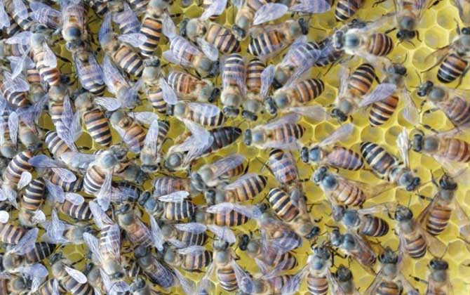 冬天養蜂怎么保溫才正確? 養蜂