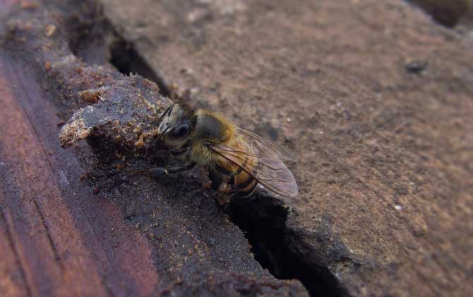 蜜蜂春繁技巧及注意事項 蜜蜂