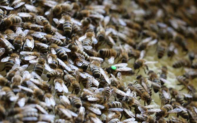 蜜蜂春繁技巧及注意事項 蜜蜂