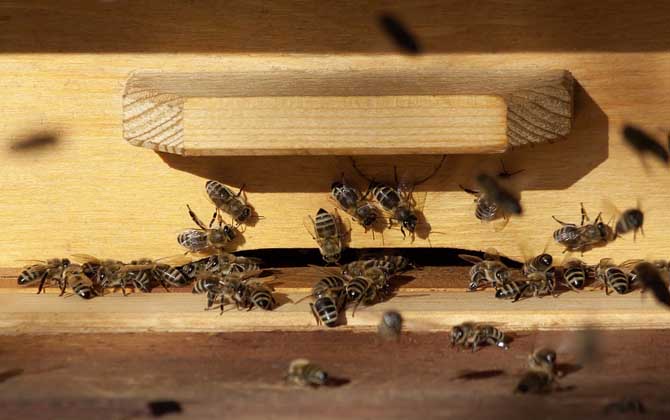 蜜蜂養殖的關鍵性技術 蜜蜂養殖