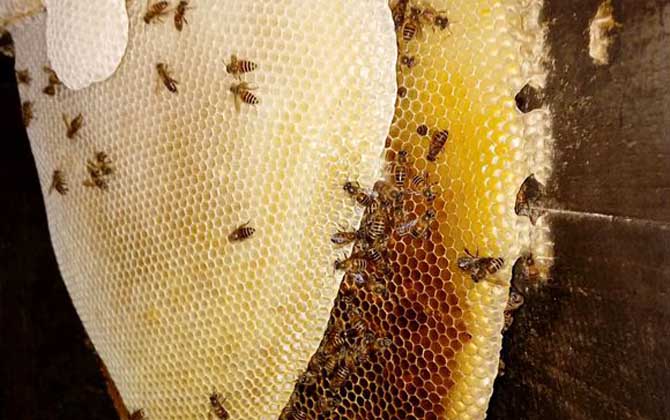 蜜蜂越冬什么溫度結團? 蜜蜂