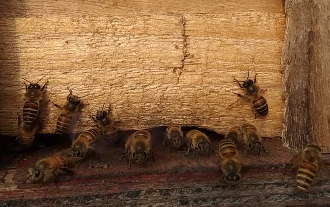 冬天蜜蜂出來飛怎么辦? 蜜蜂