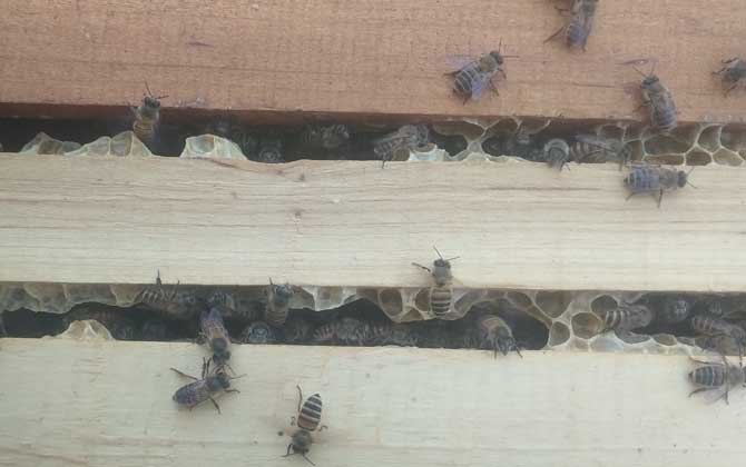 蜂群要幾脾蜂才能過(guò)冬? 蜂群