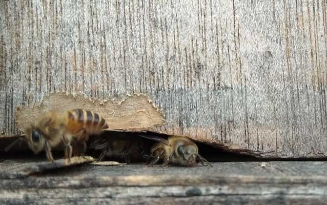 蜂群要幾脾蜂才能過(guò)冬? 蜂群