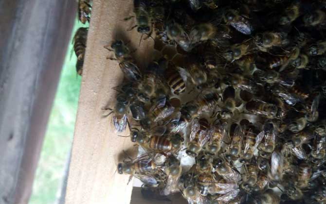 蜜蜂怎樣才能安全過冬? 蜜蜂