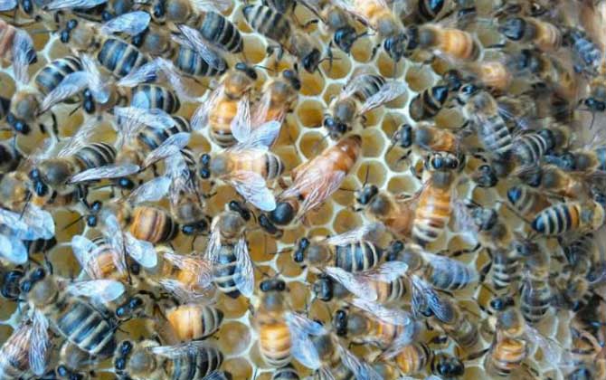 蜜蜂春繁為什么要緊脾? 蜜蜂春繁