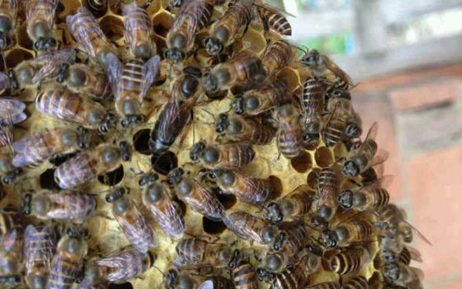 蜜蜂春繁為什么要保溫? 蜜蜂春繁