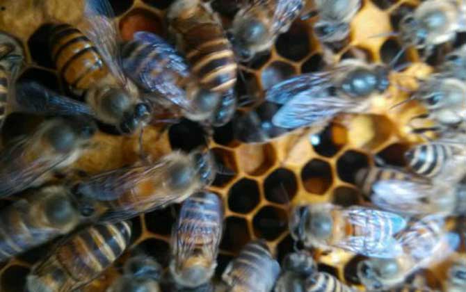 一脾蜜蜂怎么春繁快? 蜜蜂春繁