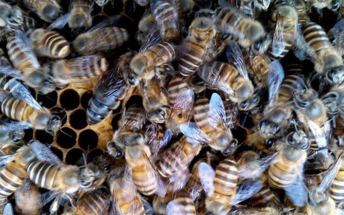 蜜蜂春繁怎樣以強(qiáng)補(bǔ)弱? 蜜蜂