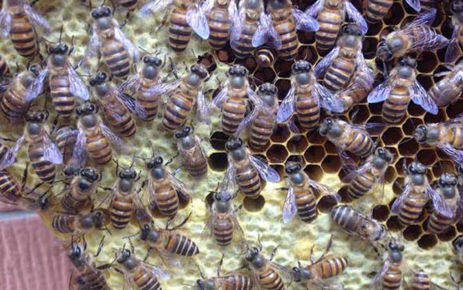 蜜蜂春繁怎樣以強(qiáng)補(bǔ)弱? 蜜蜂