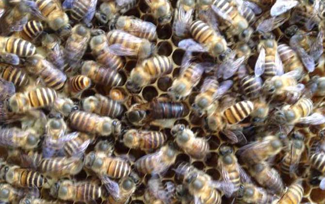 弱群怎么春繁成強群? 春繁