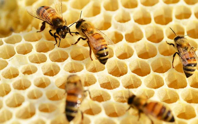 在哪里可以學養蜂技術? 養蜂技術