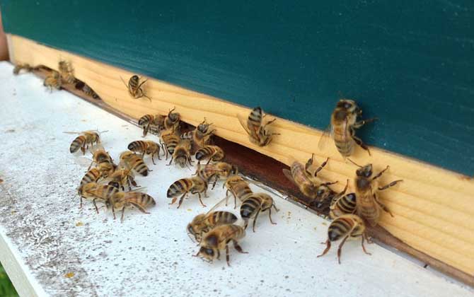 在哪里可以學養蜂技術? 養蜂技術