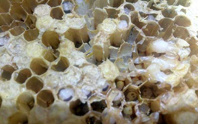野生蜂蜜什么時候好誘捕? 巢蟲