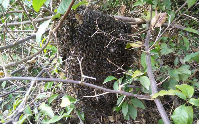 野生蜂蜜什么時候好誘捕? 蜂蜜