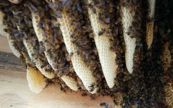 野生蜂蜜什么時候好誘捕? 蜂群