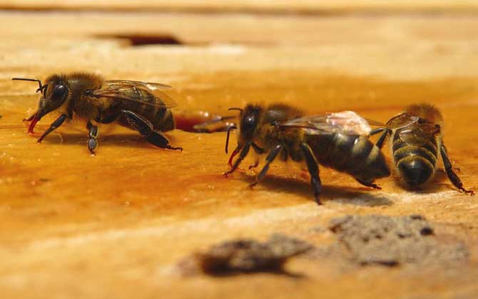 單獨養(yǎng)一只蜜蜂怎么養(yǎng)? 蜜蜂