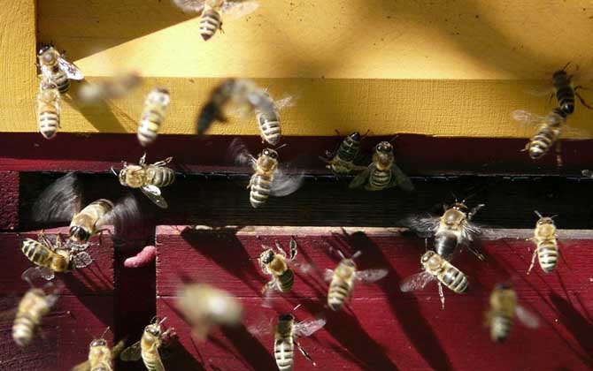 單獨養(yǎng)一只蜜蜂怎么養(yǎng)? 蜜蜂