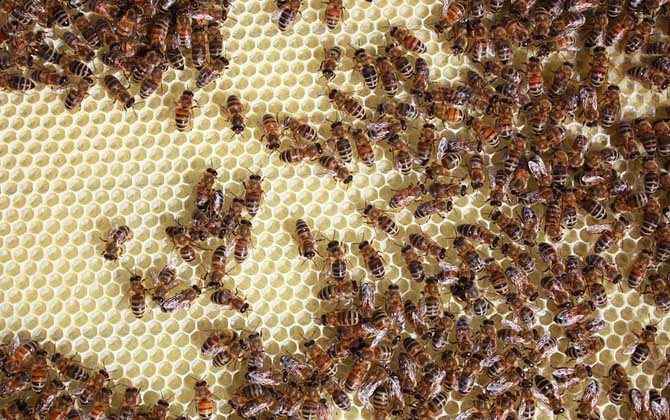 單獨養(yǎng)一只蜜蜂怎么養(yǎng)? 蜜蜂