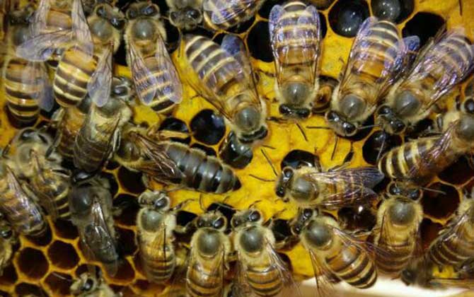 自然分蜂好還是人工分蜂好? 蜂群