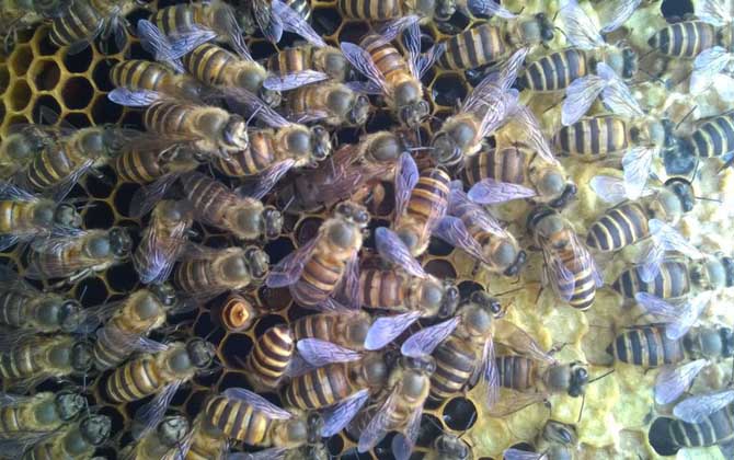 養(yǎng)蜂怎樣原地人工分蜂? 人工分蜂