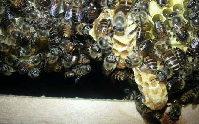 養(yǎng)蜂怎樣原地人工分蜂? 人工分蜂