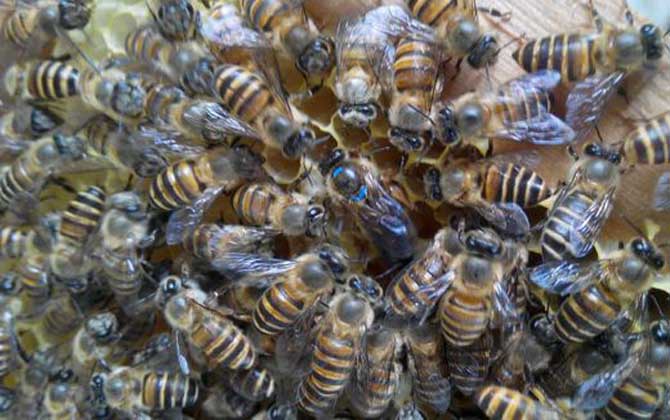 蜜蜂春繁什么時候加脾? 蜜蜂春繁