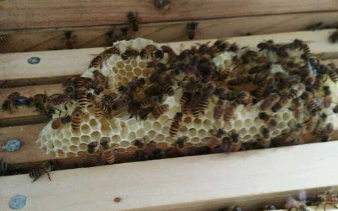 蜜蜂沖群是怎么回事? 蜜蜂