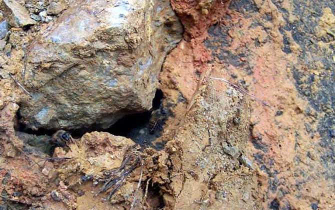 什么時候挖誘蜂洞最好? 誘蜂洞