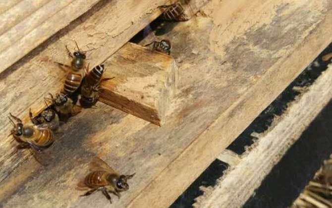 新買的蜂箱怎么誘蜂? 誘蜂