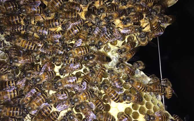 蜜蜂什么情況下會打架? 蜜蜂