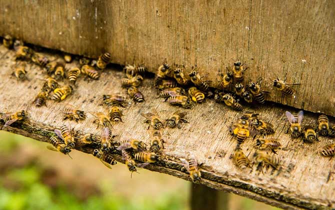 蜂群失王有什么表現(xiàn)? 蜂群失王