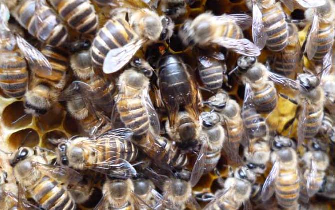 蜂群失王的原因及補救辦法 蜂王