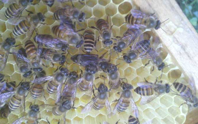 蜂群失王的原因及補救辦法 蜂王