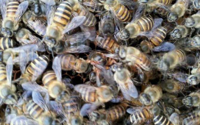 蜂群失王的原因及補救辦法 蜂王