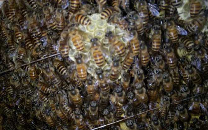 蜂群失王的原因及補救辦法 蜂王