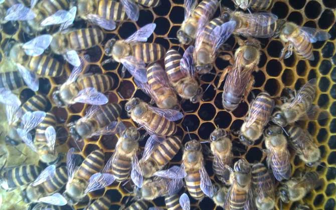 蜂群失王的原因及補救辦法 蜂王