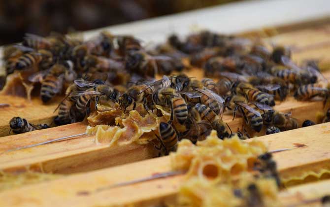 不讓蜜蜂分蜂怎么解決? 蜜蜂
