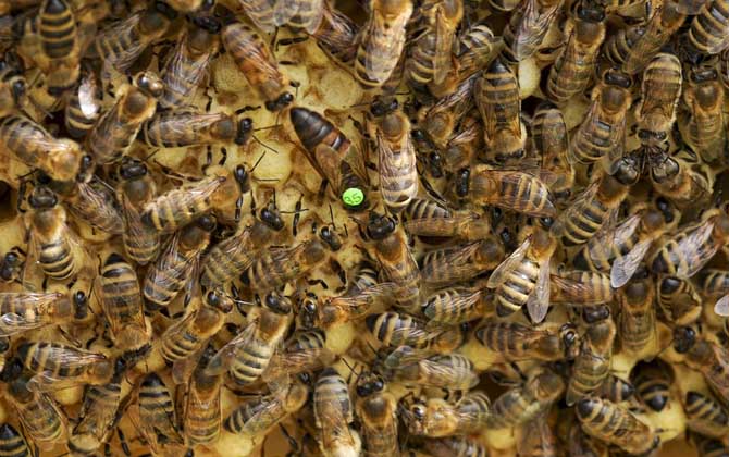 不讓蜜蜂分蜂怎么解決? 蜜蜂