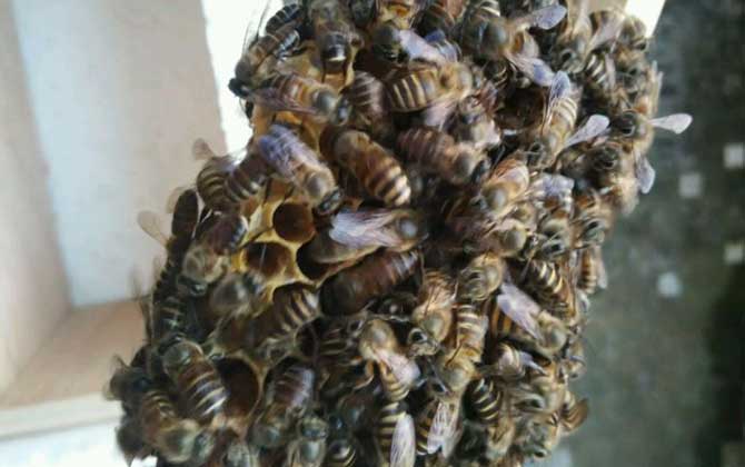 幾十只蜂的蛋群怎么辦? 蛋群