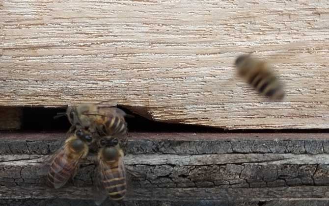 蜂群合并會不會回蜂? 回蜂